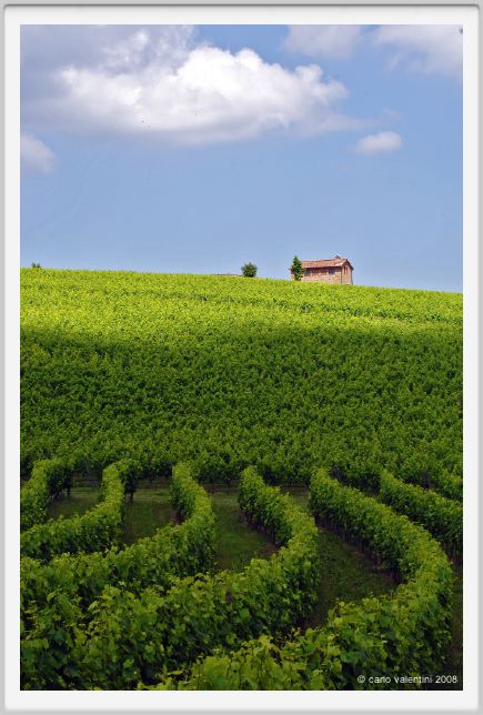 tenuta_di_arceno212