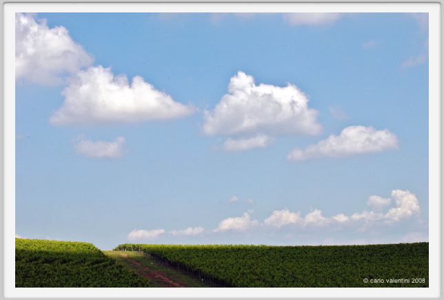 tenuta_di_arceno213