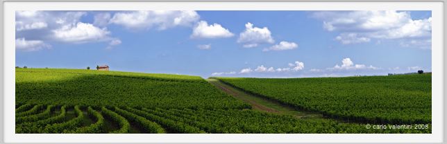 tenuta_di_arceno216