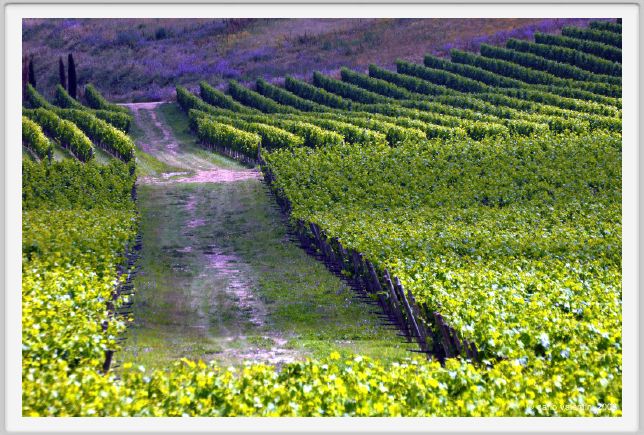 tenuta_di_arceno217