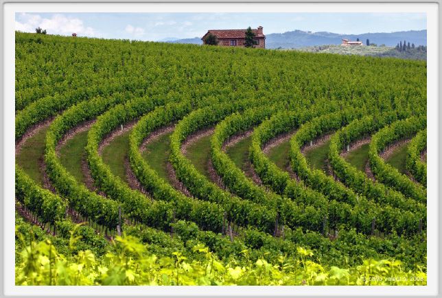 tenuta_di_arceno218
