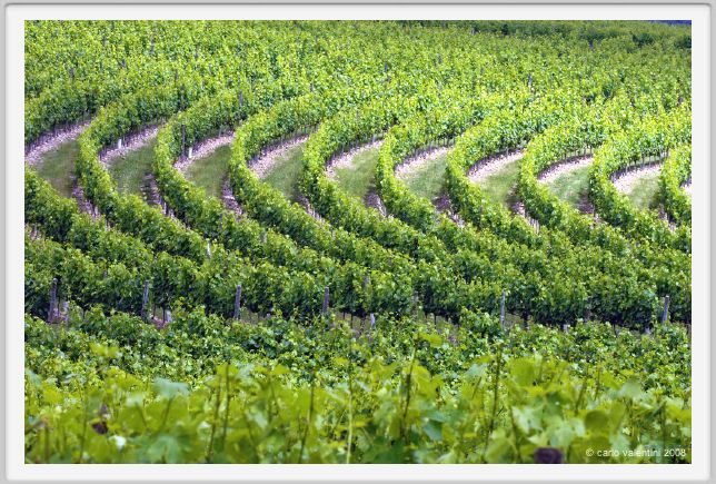 tenuta_di_arceno221