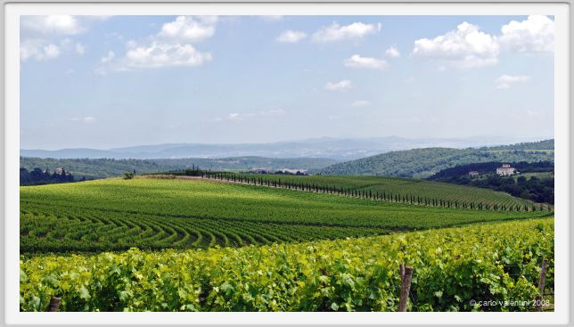 tenuta_di_arceno223