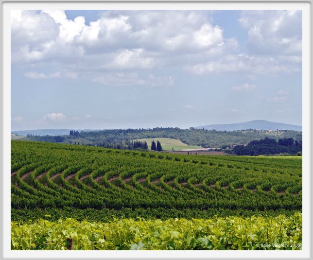 tenuta_di_arceno224