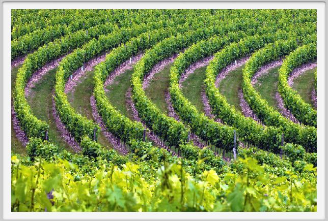 tenuta_di_arceno225