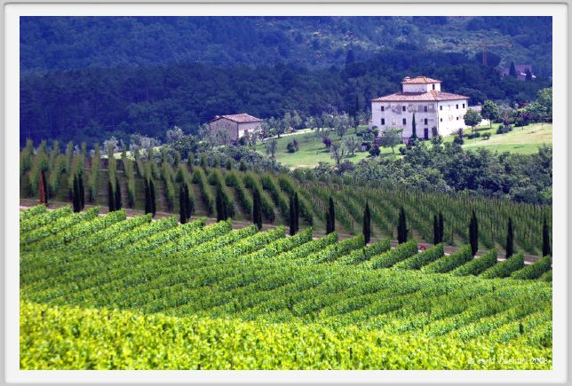 tenuta_di_arceno226