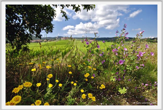 tenuta_di_arceno228
