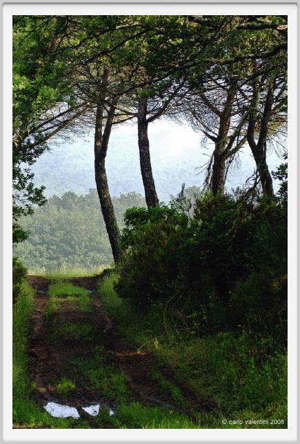 tenuta_di_arceno094