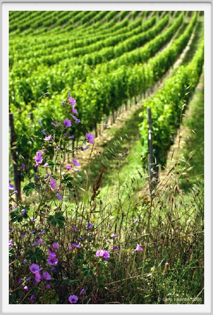 tenuta_di_arceno232