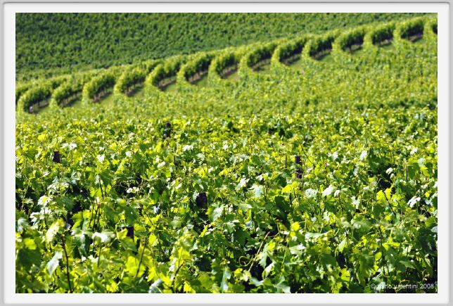tenuta_di_arceno234
