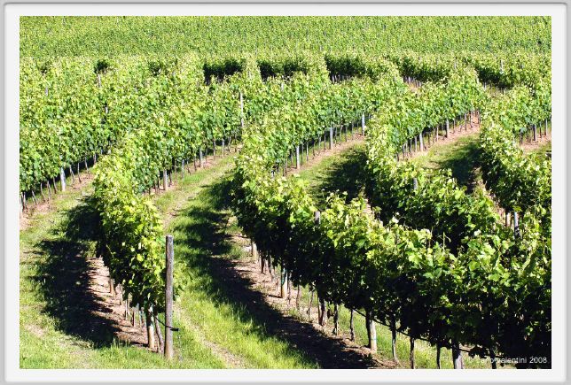 tenuta_di_arceno237