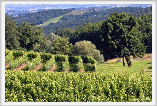 tenuta_di_arceno238