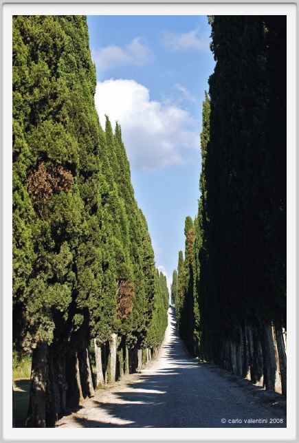 tenuta_di_arceno239