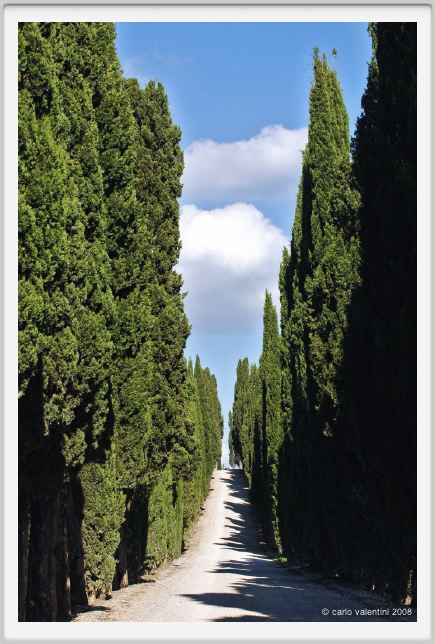 tenuta_di_arceno240