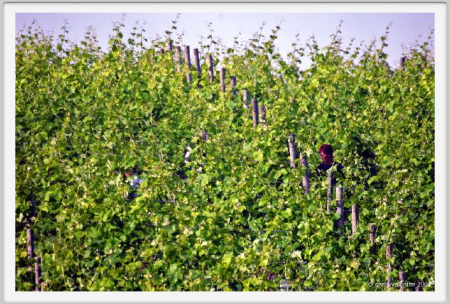 tenuta_di_arceno097