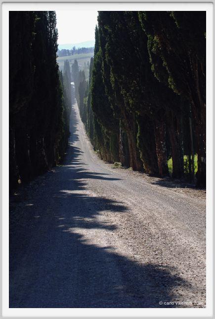 tenuta_di_arceno241