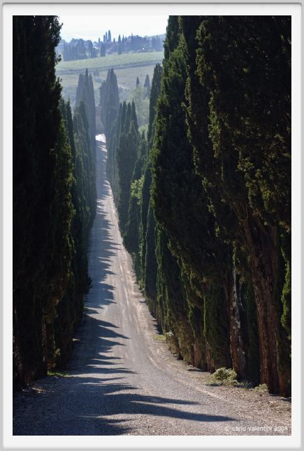 tenuta_di_arceno244