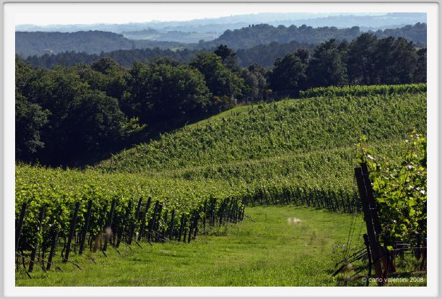 tenuta_di_arceno245