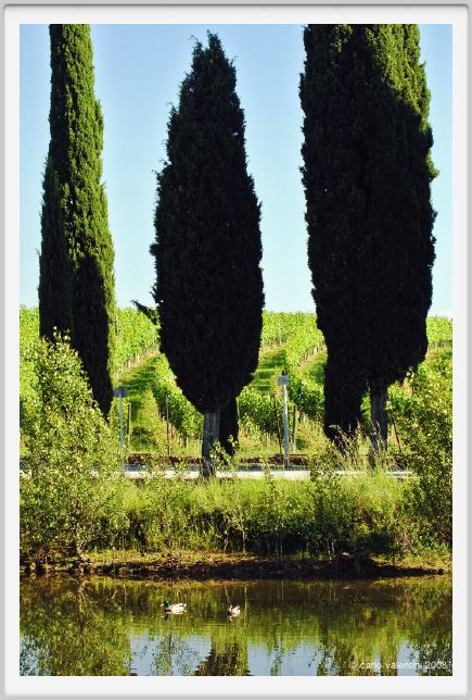 tenuta_di_arceno250