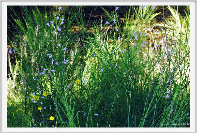 tenuta_di_arceno253