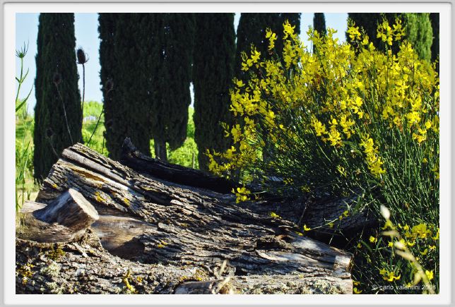 tenuta_di_arceno255