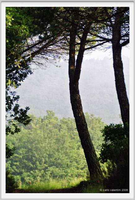 tenuta_di_arceno098