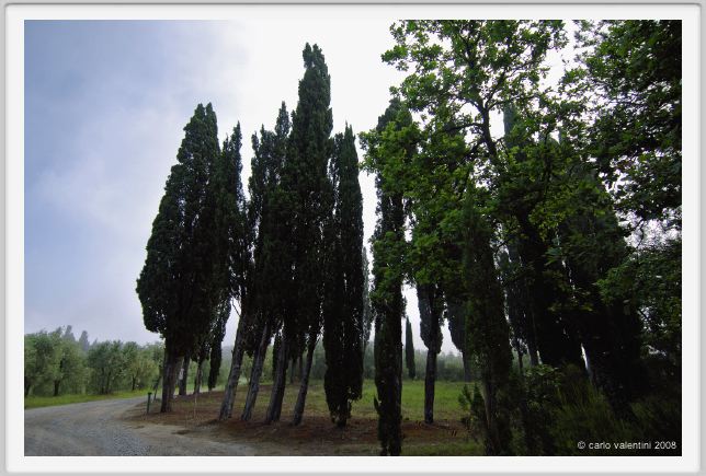 tenuta_di_arceno100