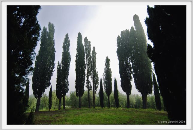 tenuta_di_arceno104