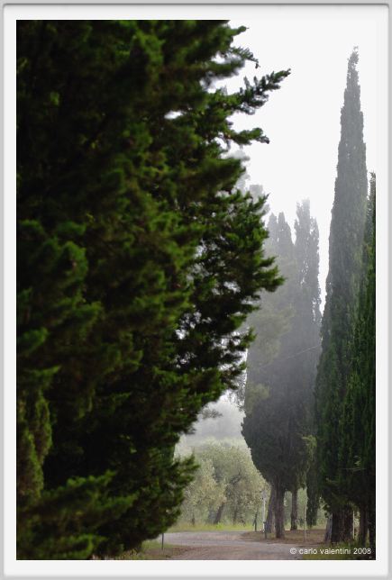 tenuta_di_arceno105