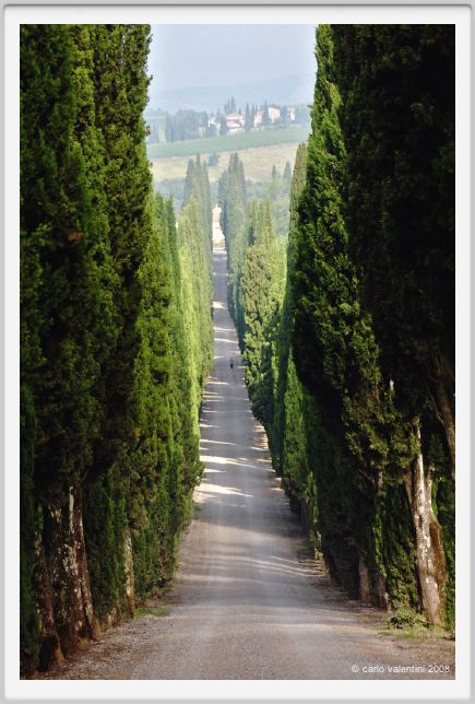 tenuta_di_arceno107