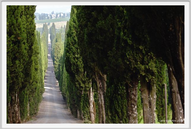 tenuta_di_arceno108
