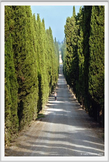 tenuta_di_arceno110
