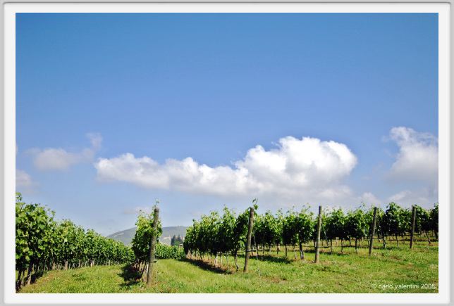 tenuta_di_arceno120