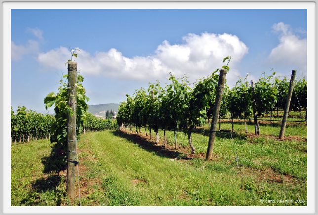 tenuta_di_arceno121