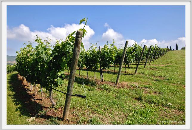 tenuta_di_arceno122