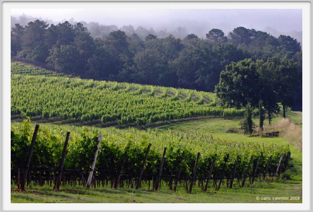 tenuta_di_arceno125