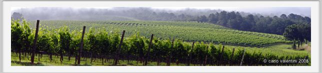 tenuta_di_arceno126
