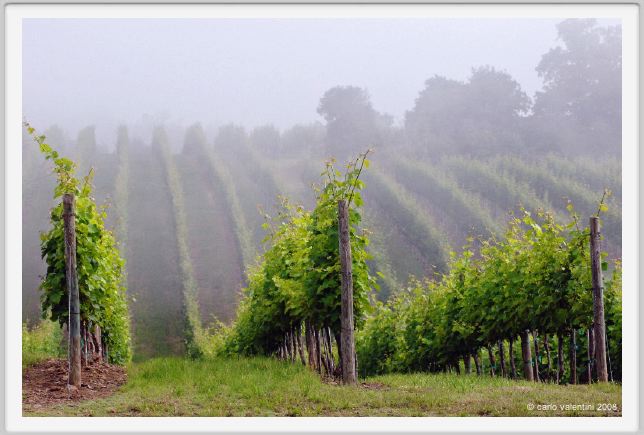 tenuta_di_arceno127