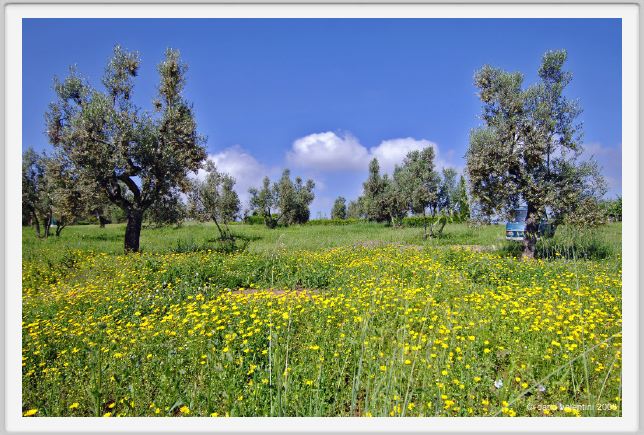 tenuta_di_arceno128