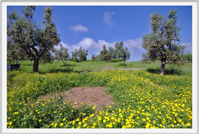 tenuta_di_arceno129