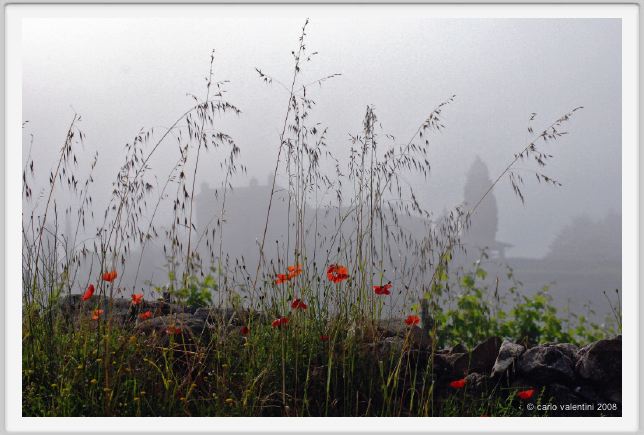 tenuta_di_arceno137