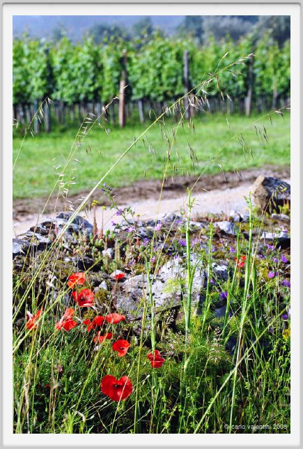 tenuta_di_arceno138
