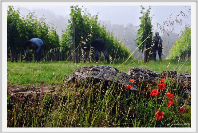 tenuta_di_arceno139