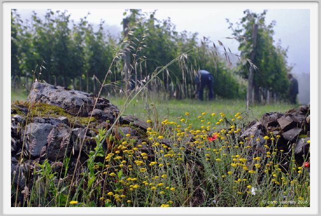 tenuta_di_arceno140