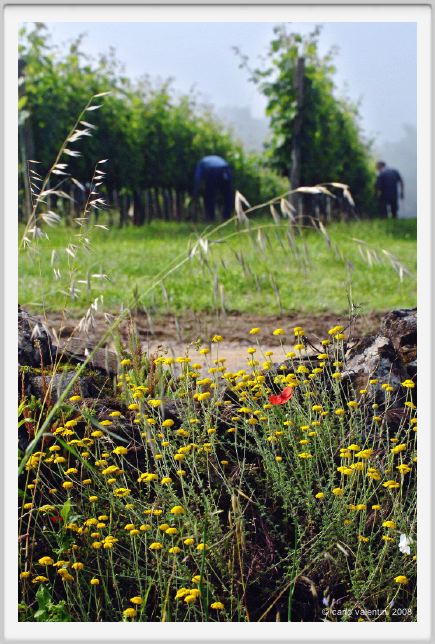 tenuta_di_arceno142