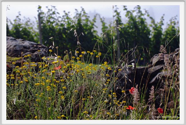 tenuta_di_arceno143