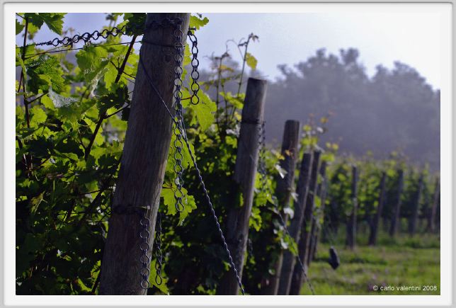 tenuta_di_arceno145