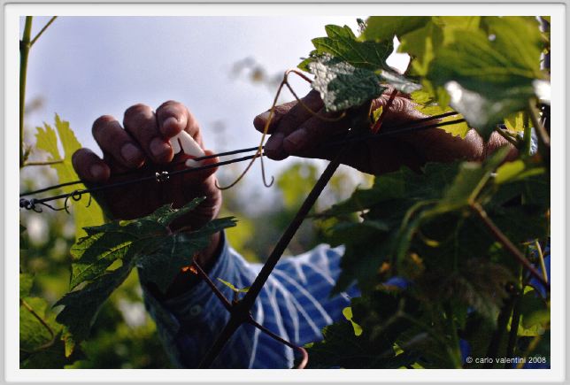tenuta_di_arceno146