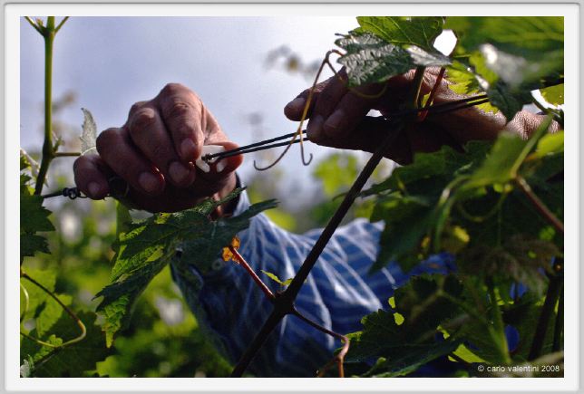 tenuta_di_arceno147