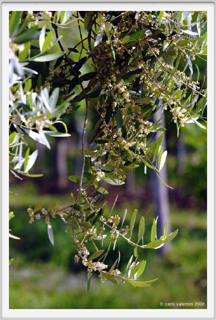 tenuta_di_arceno148